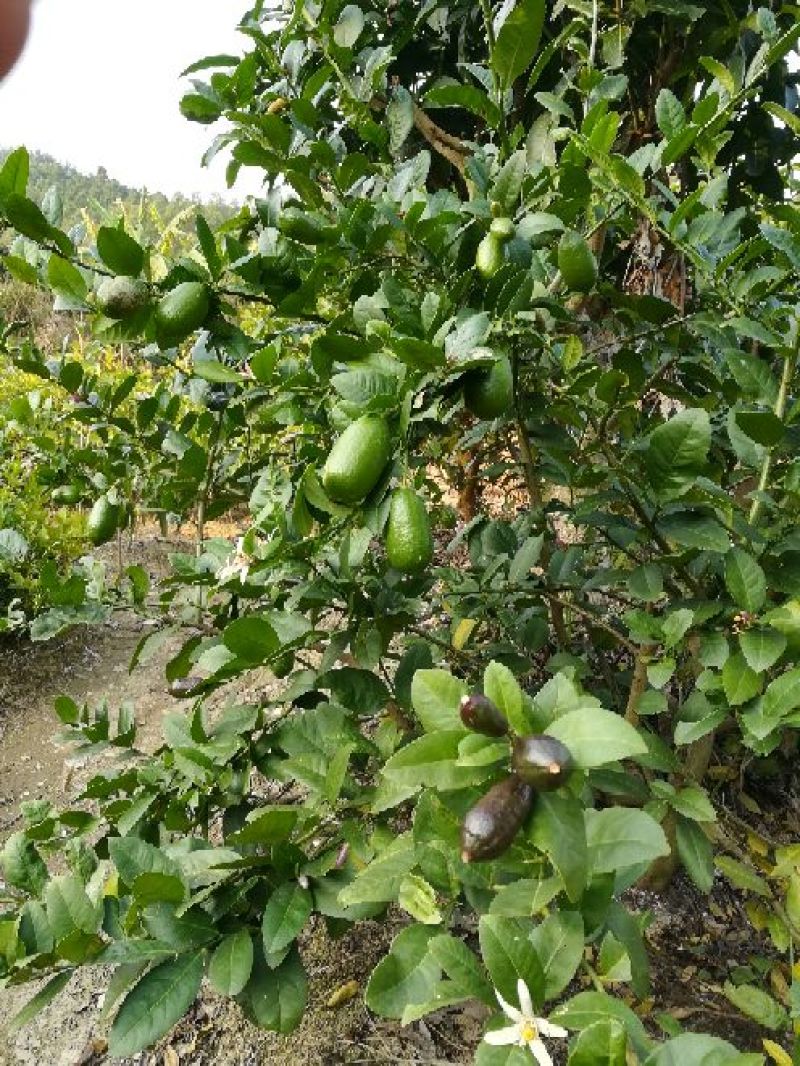 香水柠檬树苗50~80cm