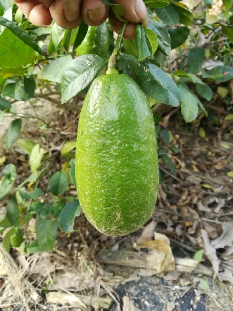 香水柠檬树苗50~80cm