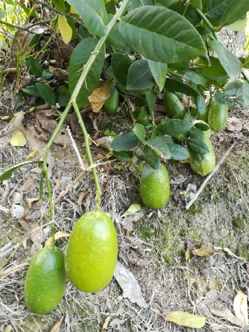 香水柠檬树苗50~80cm