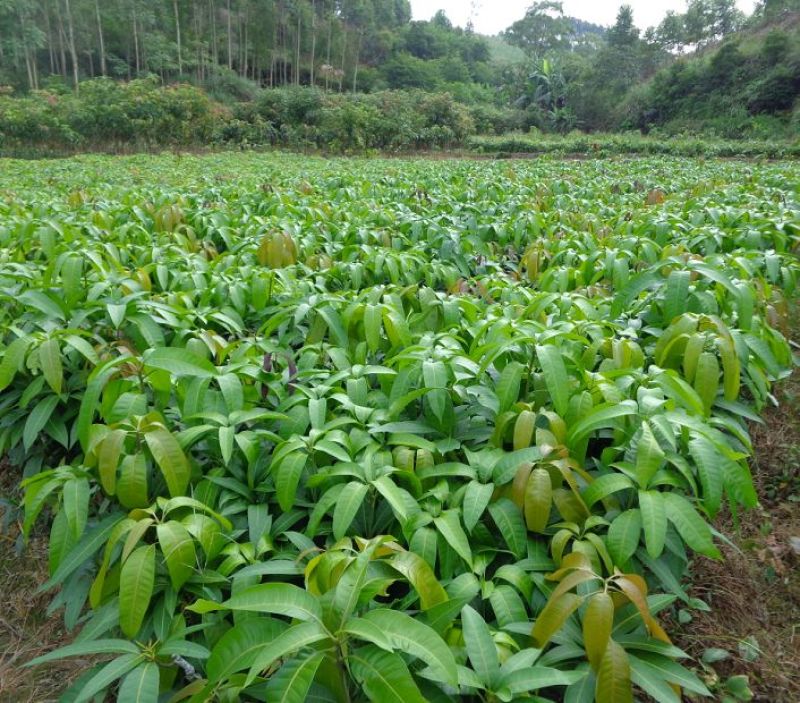 金煌芒树苗1m以下