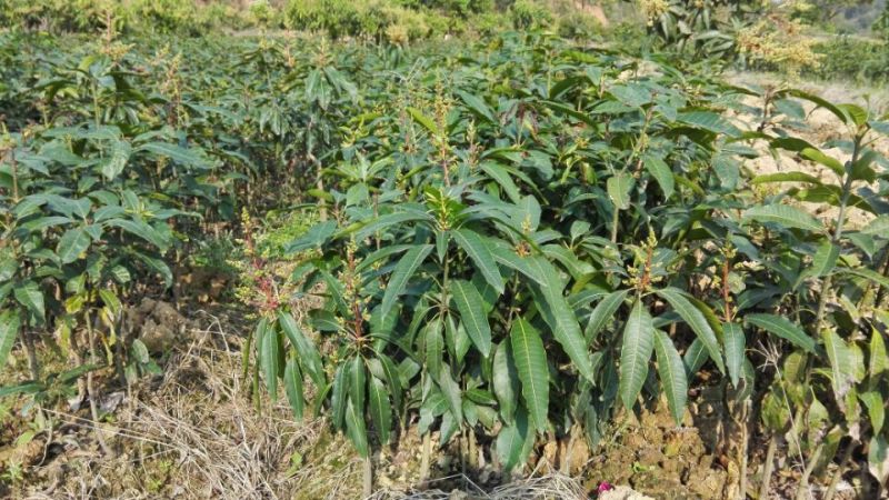 金煌芒树苗1m以下