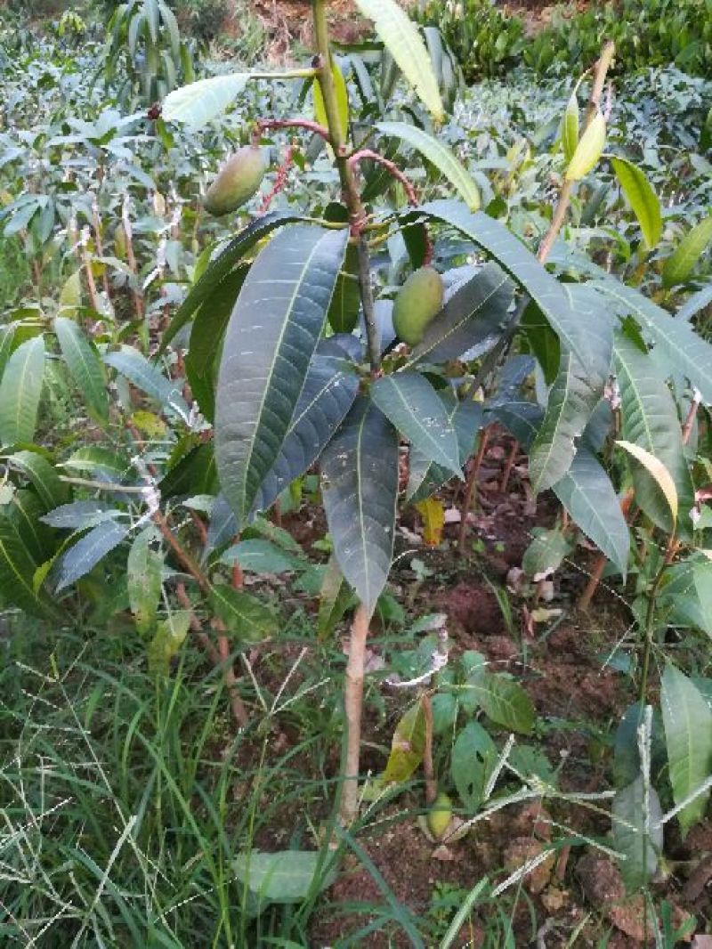金煌芒树苗1m以下