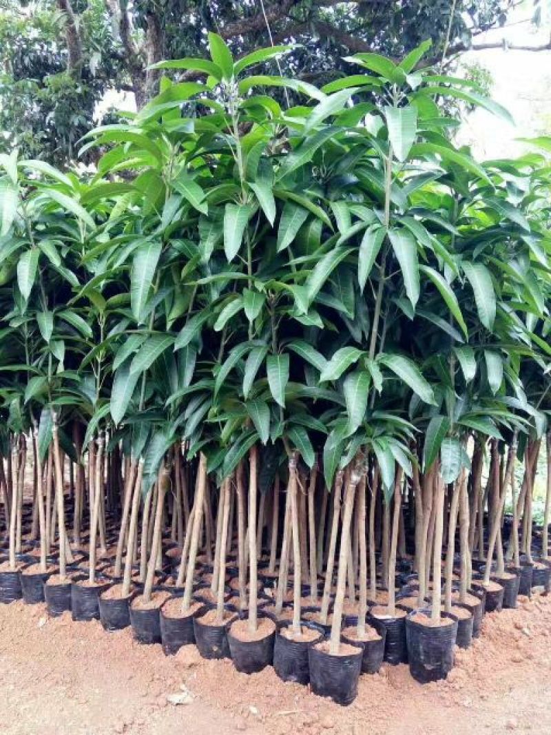 金煌芒树苗1m以下