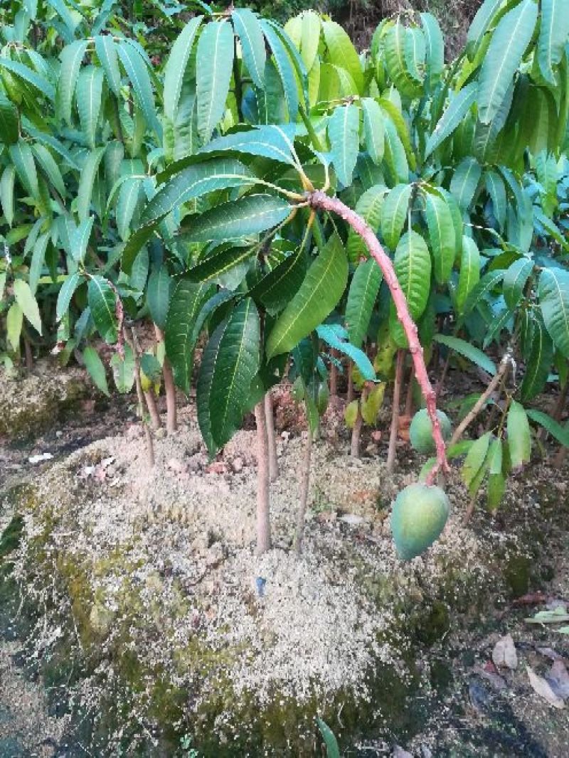 金煌芒树苗1m以下