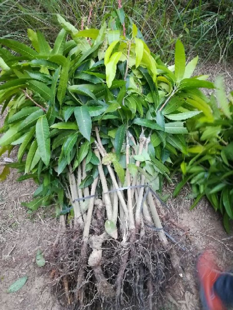 金煌芒树苗1m以下