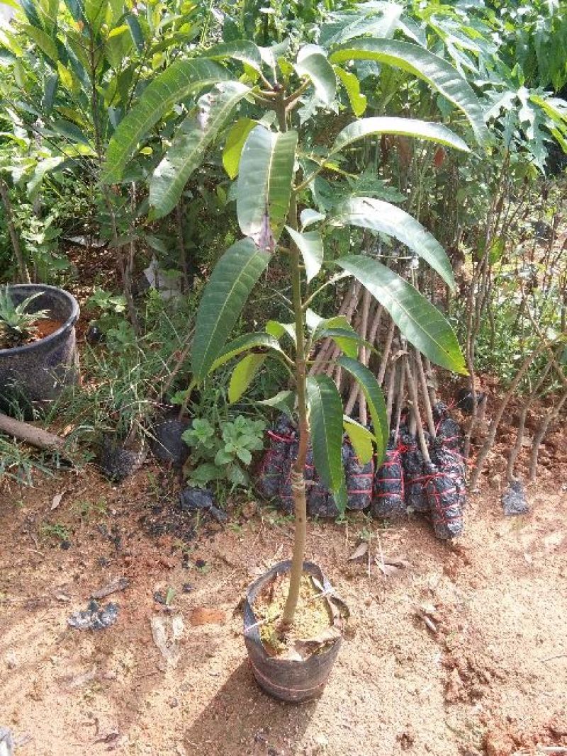 金煌芒树苗1m以下