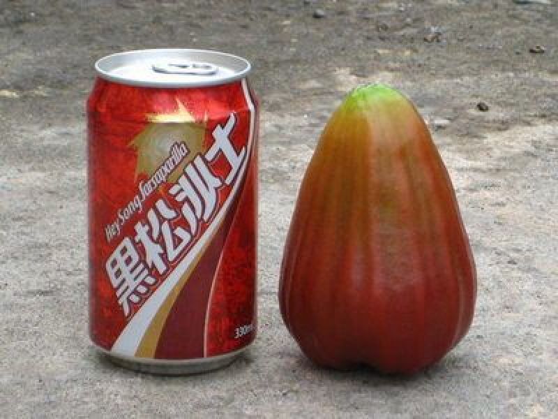 莲雾种苗大叶红莲雾苗