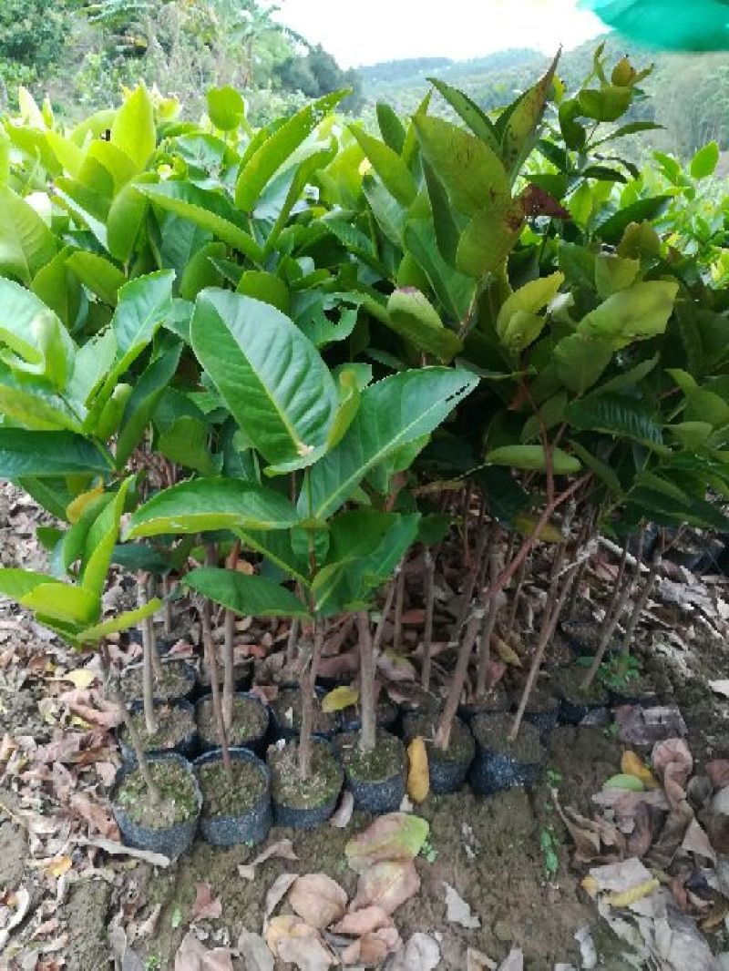 莲雾种苗大叶红莲雾苗