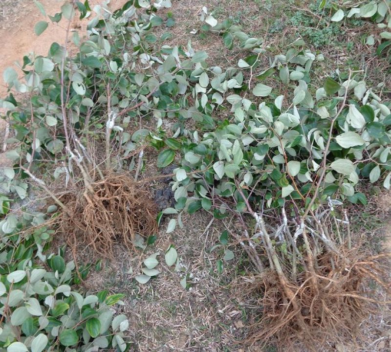 青枣苗50~80cm