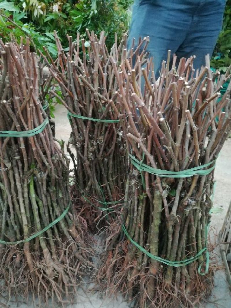 青枣苗50~80cm