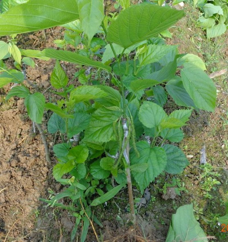 台湾四季果桑苗60~80cm