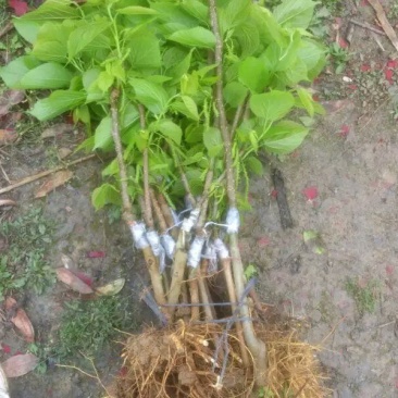台湾四季果桑苗60~80cm