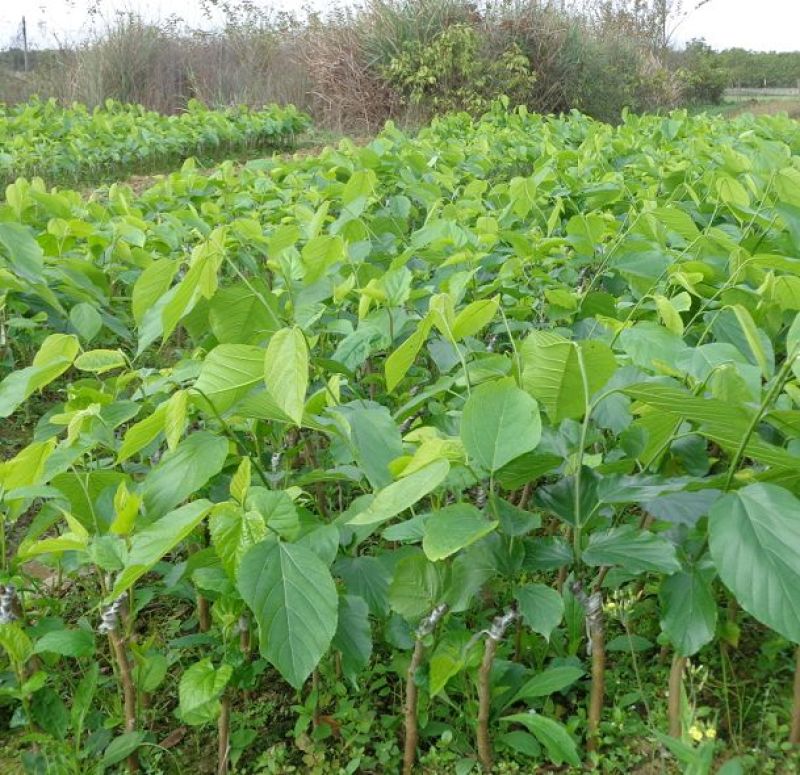 台湾四季果桑苗60~80cm