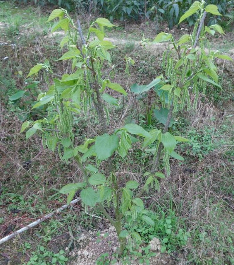 台湾四季果桑苗60~80cm