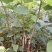 台湾四季果桑苗60~80cm
