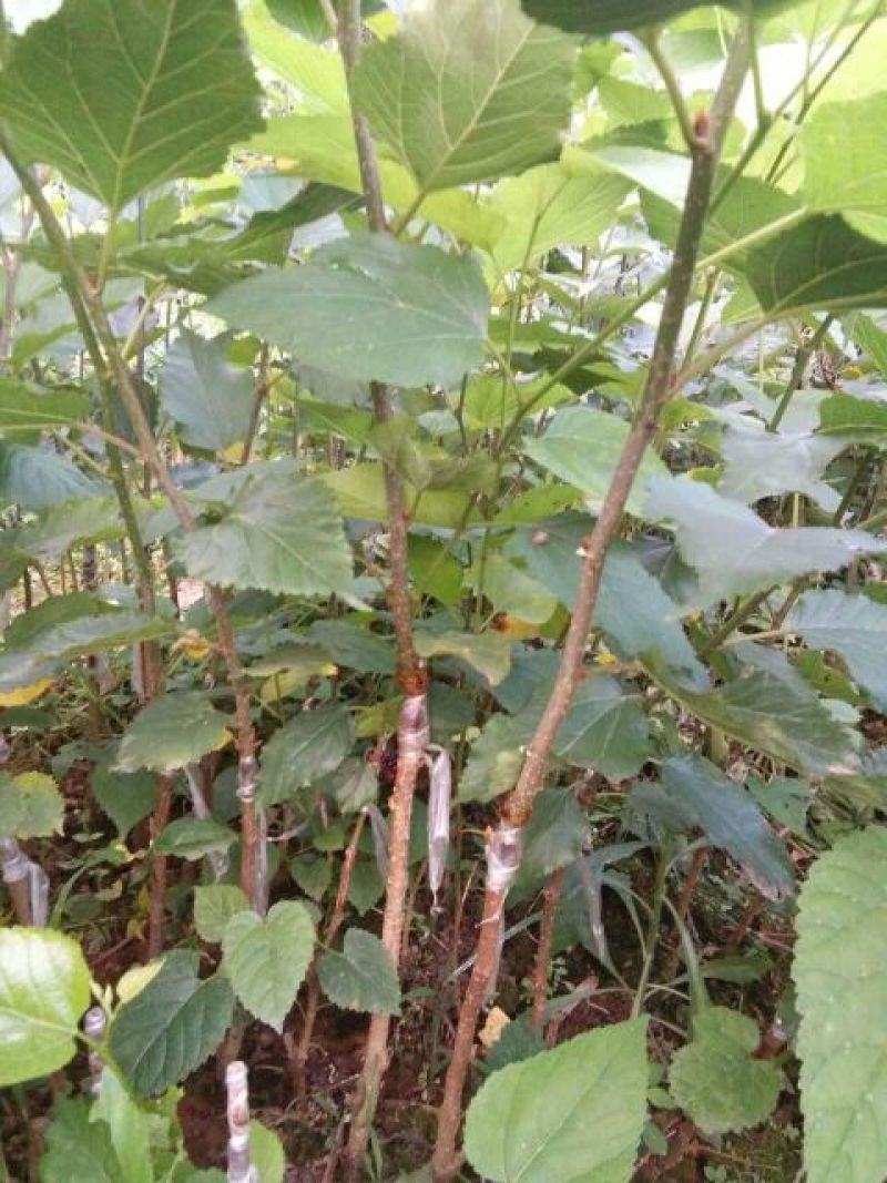 台湾四季果桑苗60~80cm