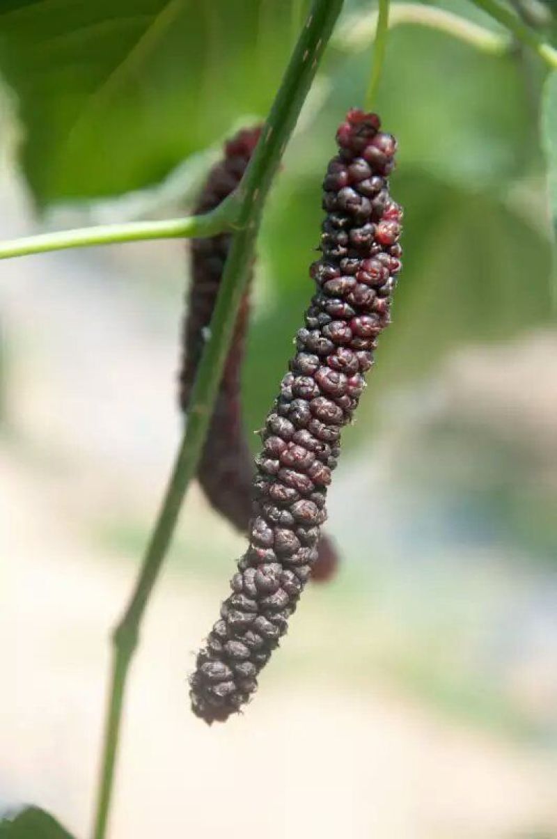 台湾四季果桑苗60~80cm
