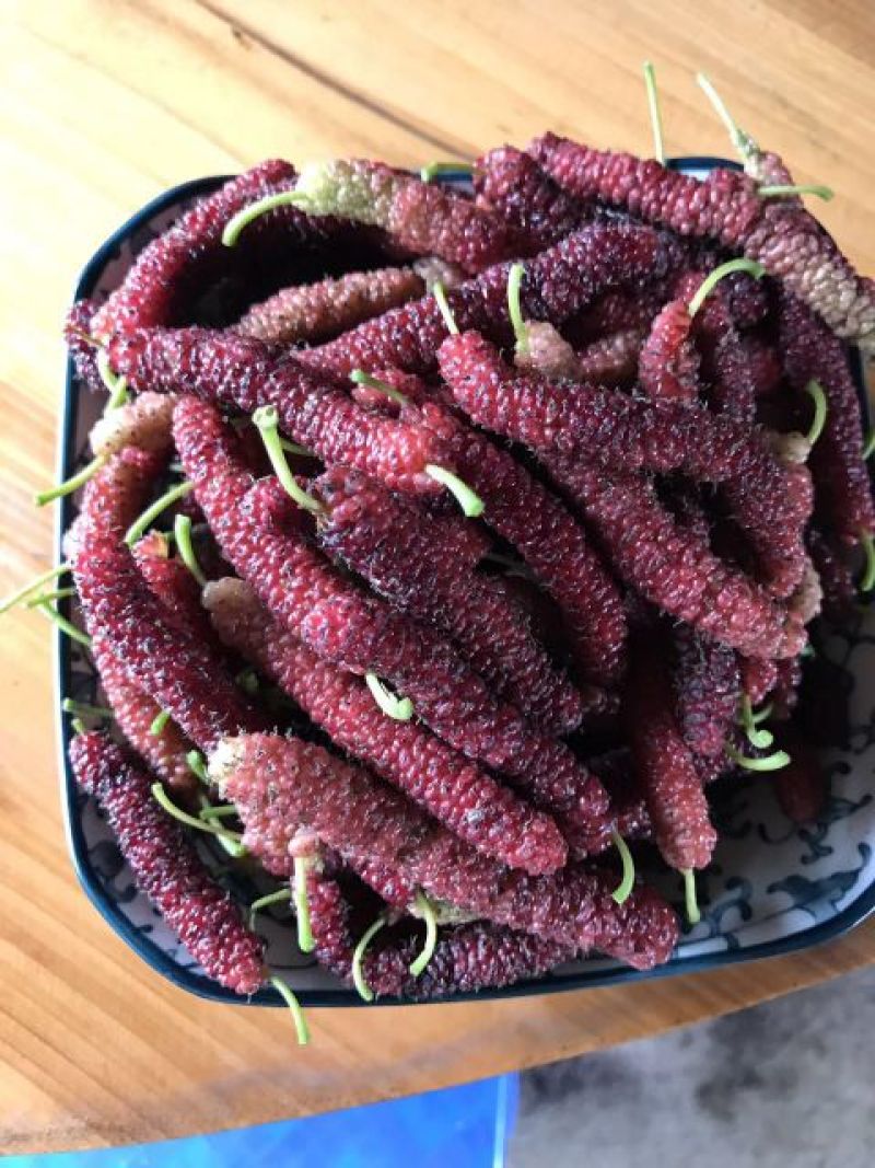 台湾四季果桑苗60~80cm