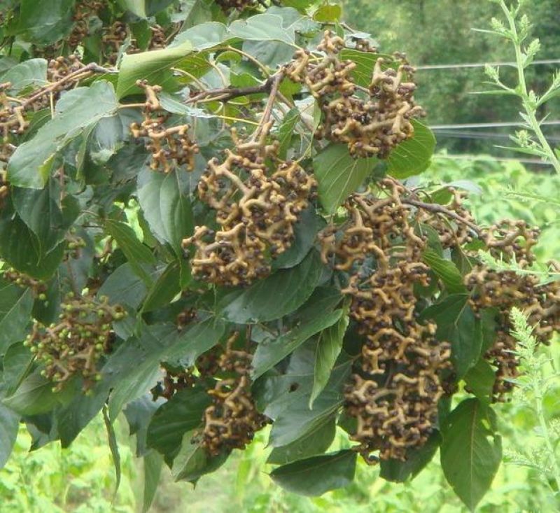 拐枣树苗50~80cm
