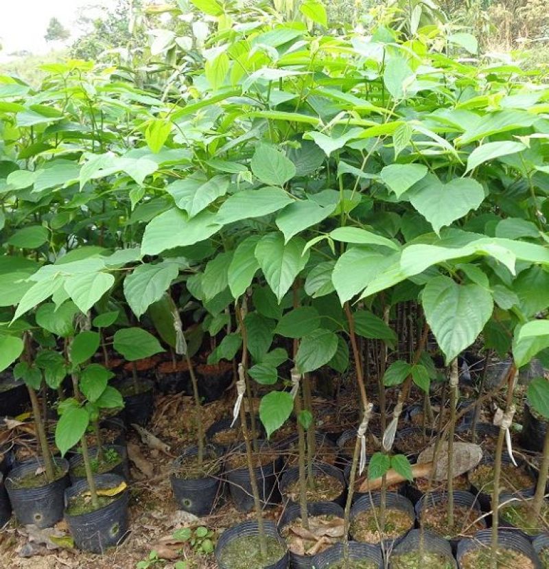 拐枣树苗50~80cm
