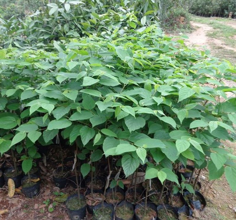 拐枣树苗50~80cm