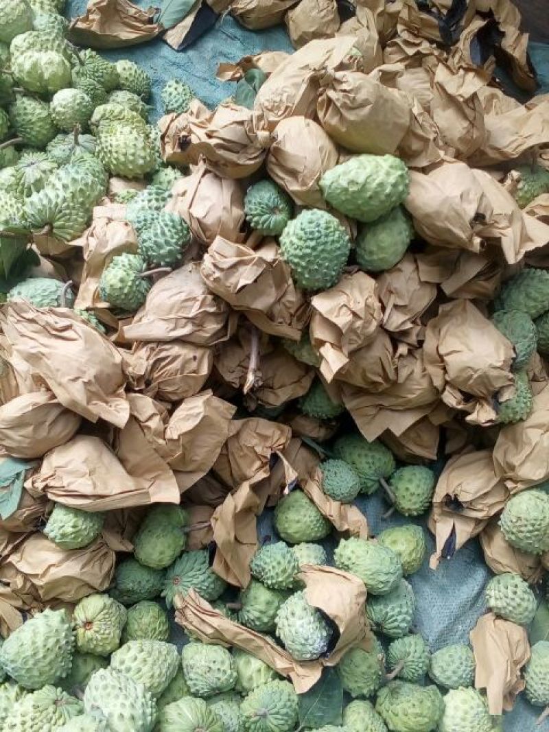台湾释迦一级250~300g