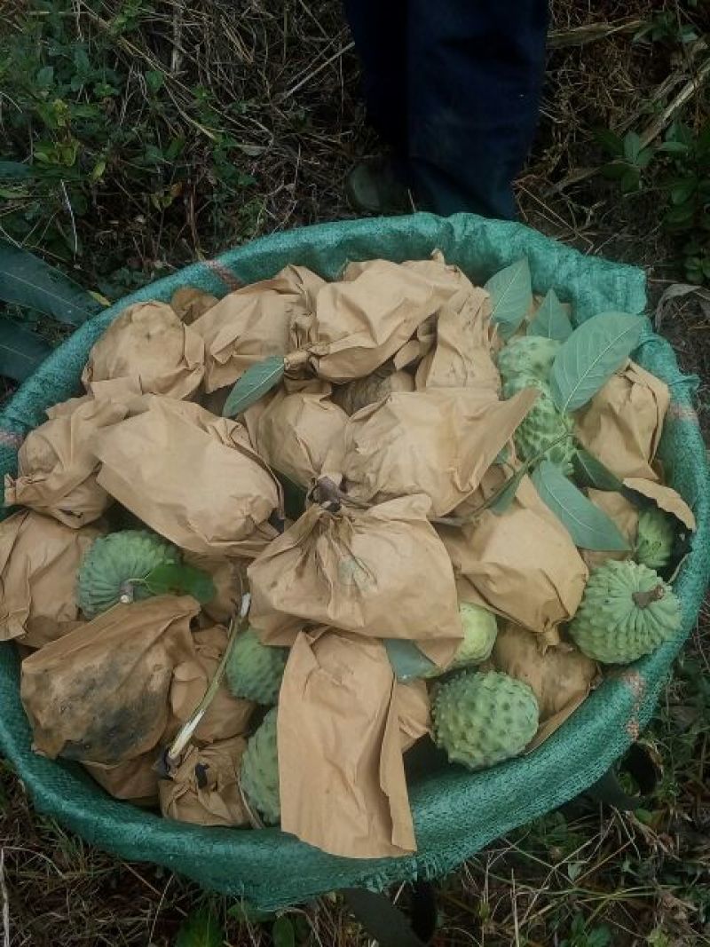 台湾释迦一级250~300g