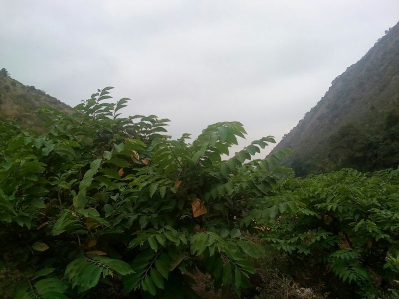 台湾释迦一级250~300g