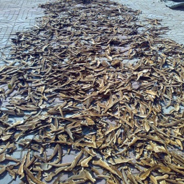 药用灵芝家种统个