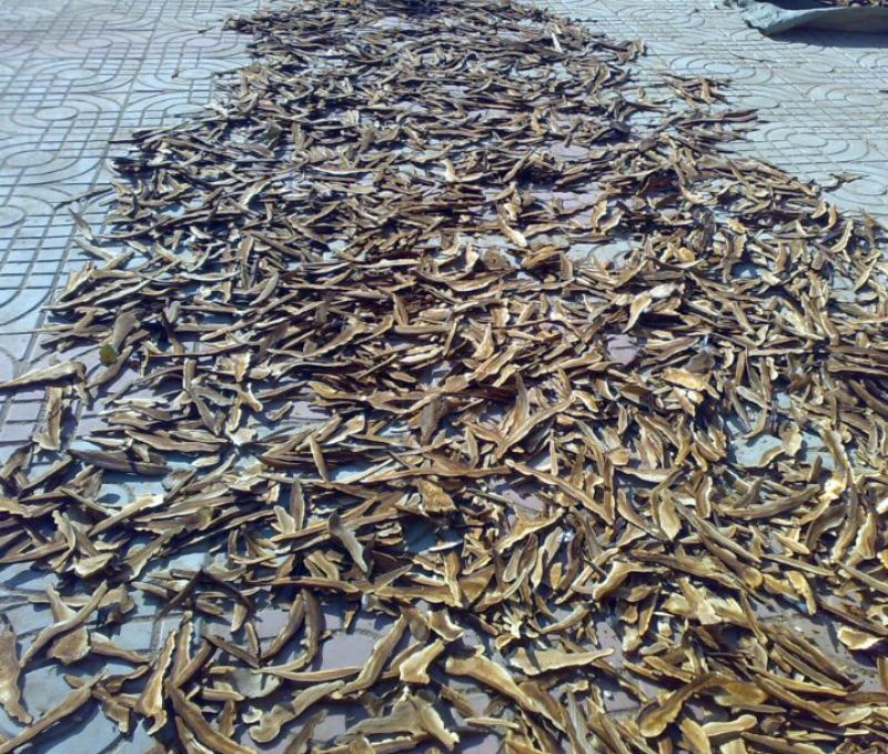 药用灵芝家种统个