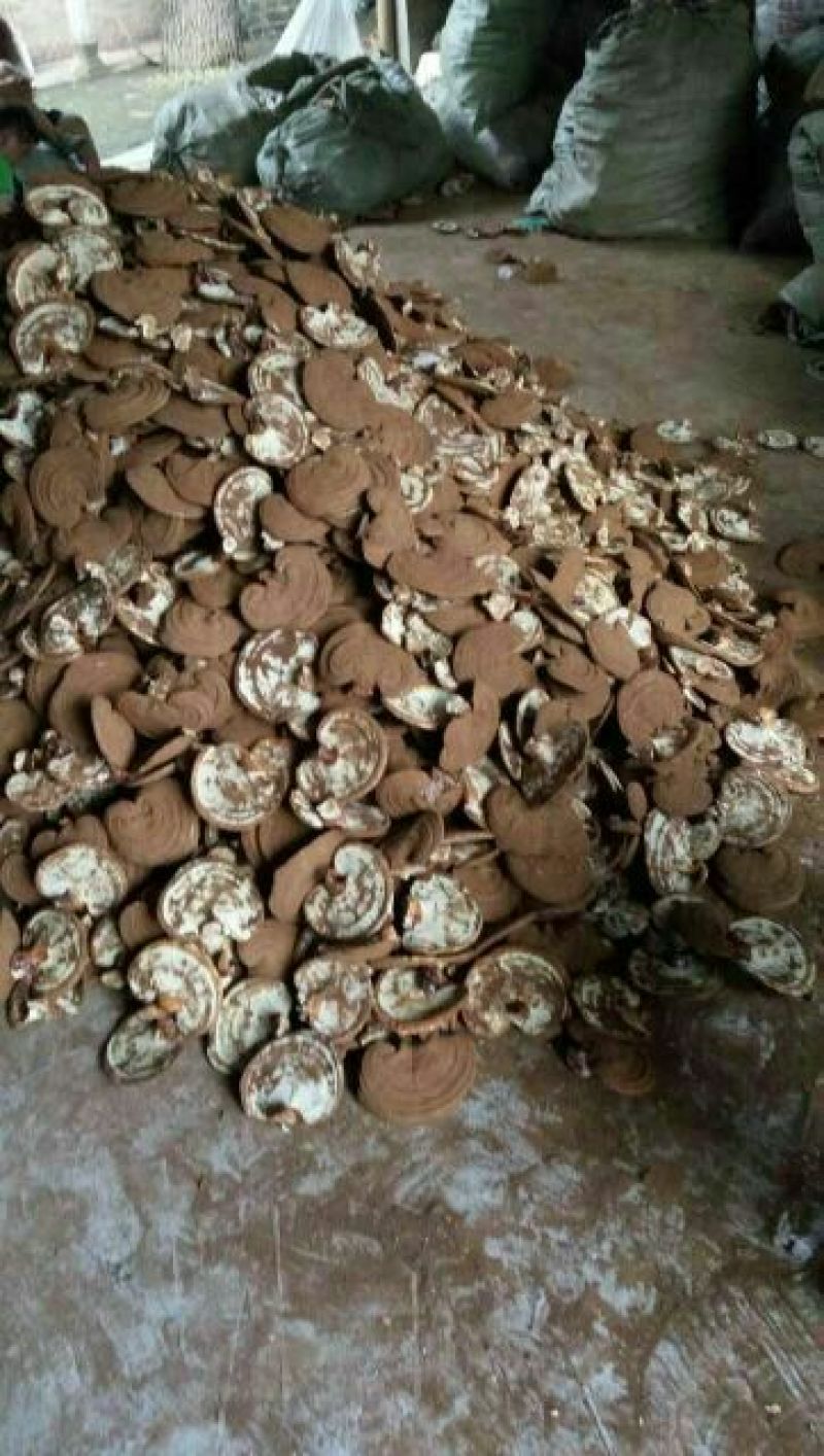 药用灵芝家种统个