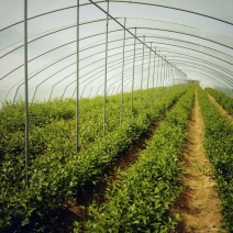 美早大樱桃苗结果早适合南北方栽植庭院阳台都可种植