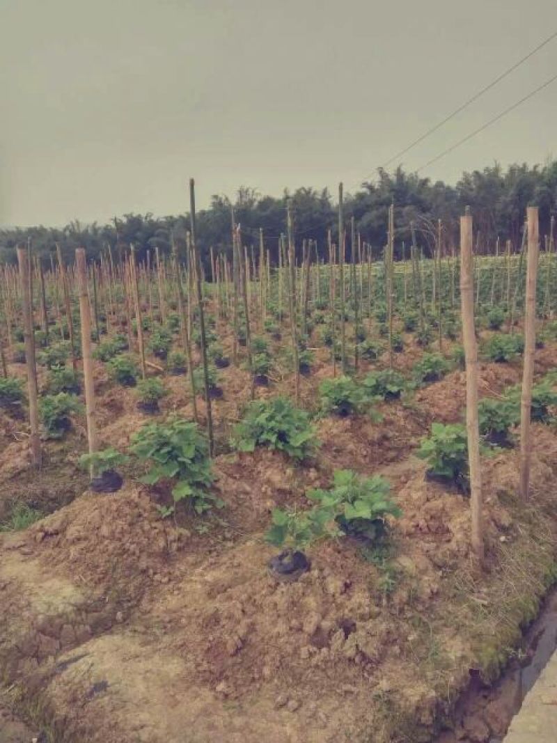 葛根1.5~2斤，可发整车，长期供货