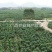 葛根1.5~2斤，可发整车，长期供货