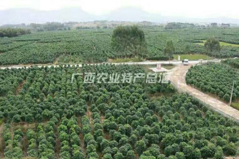 葛根1.5~2斤，可发整车，长期供货
