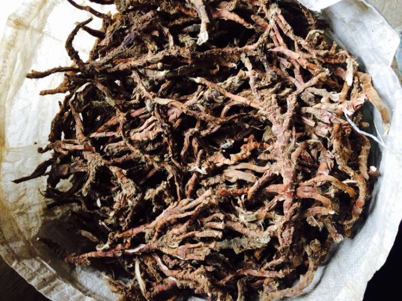 石菖蒲福建足干货统条