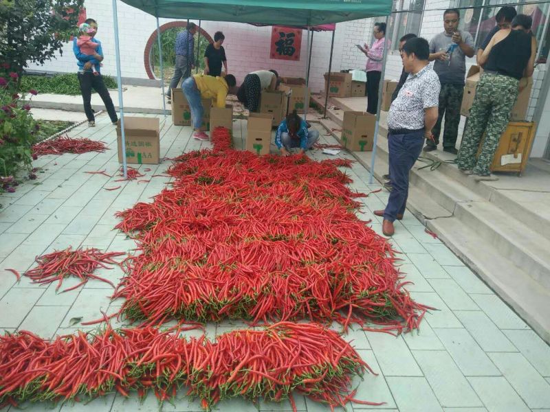 鲜辣椒