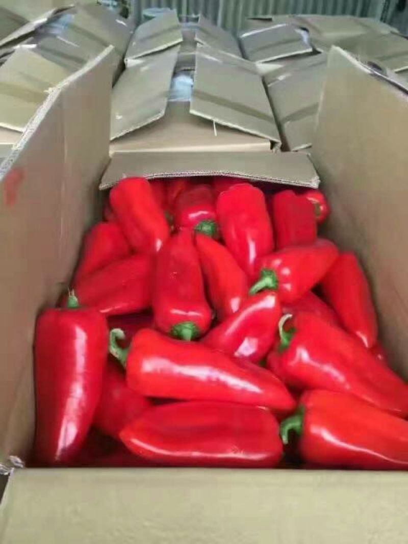 线椒
