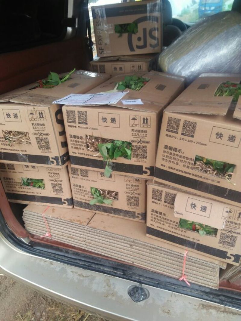 西瓜蜜，烤蜜薯苗白哈密板栗薯榴莲蜜薯紫美人