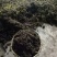 黄莲