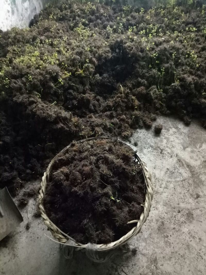 黄莲