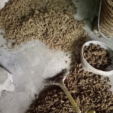黄莲