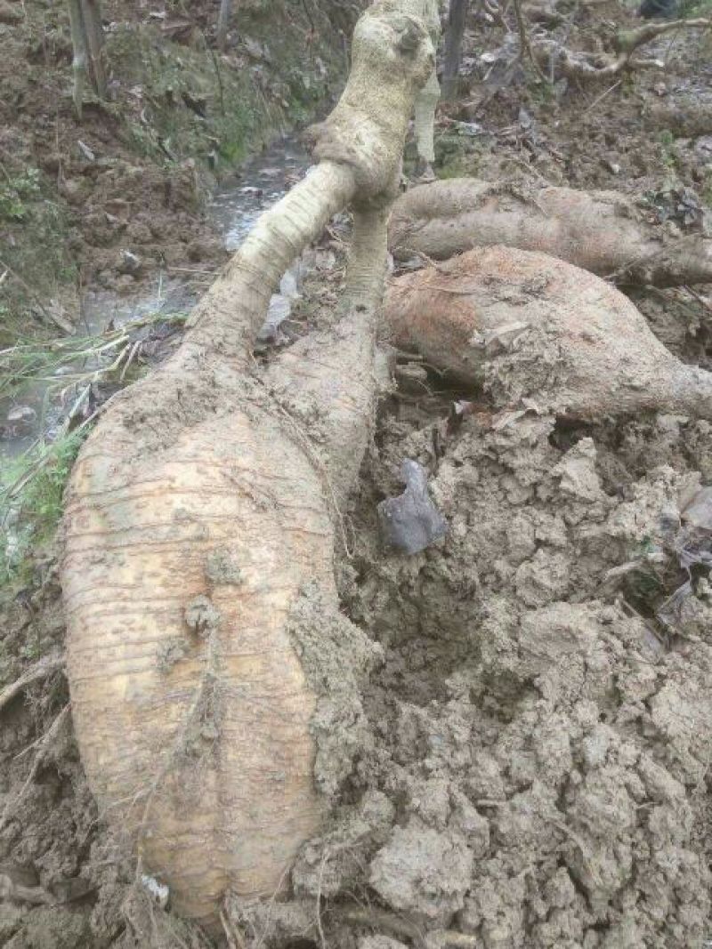 葛根种苗，质量有保障，不发芽包换