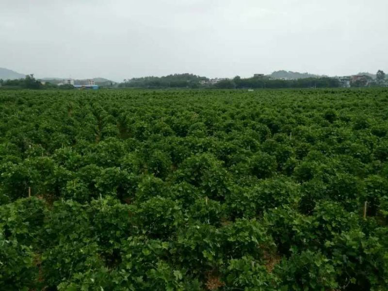 葛根种苗，质量有保障，不发芽包换