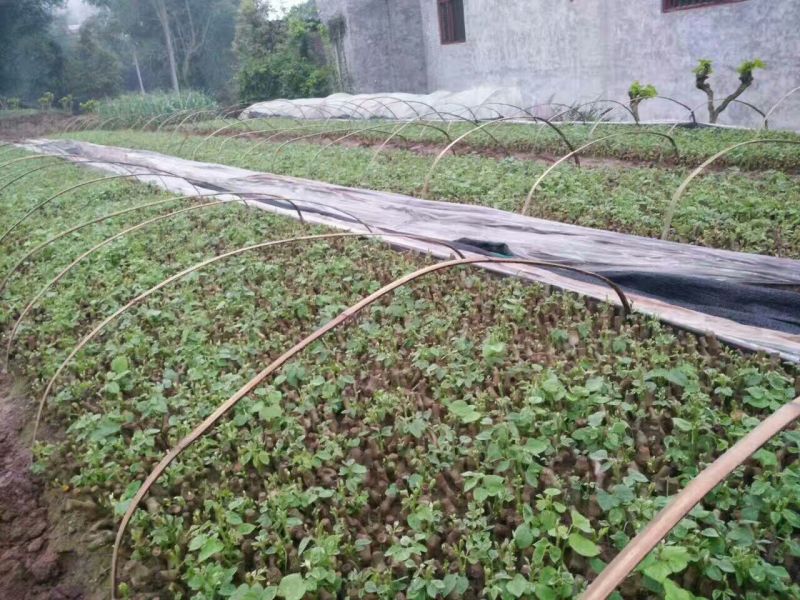 葛根种苗，质量有保障，不发芽包换
