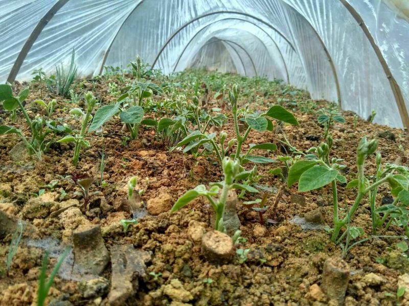 葛根种苗，质量有保障，不发芽包换