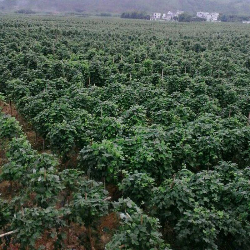 葛根种苗，质量有保障，不发芽包换