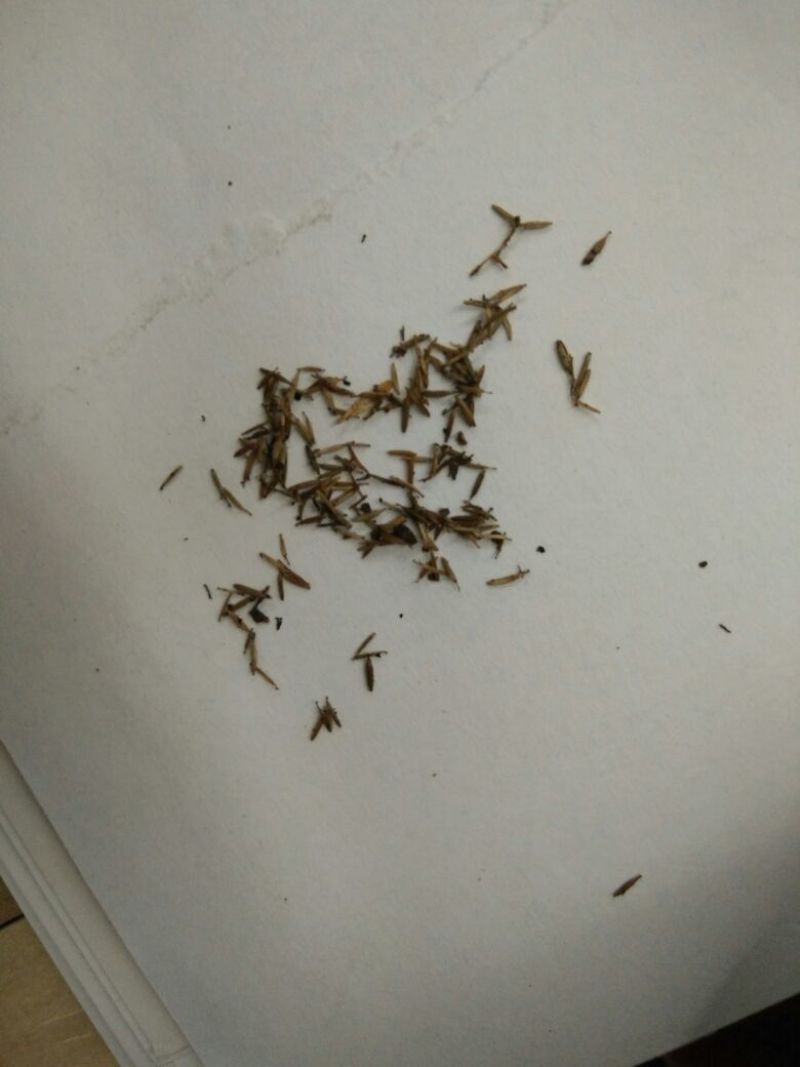 鹤虱北鹤虱中药材批发零售大量供应货真价实