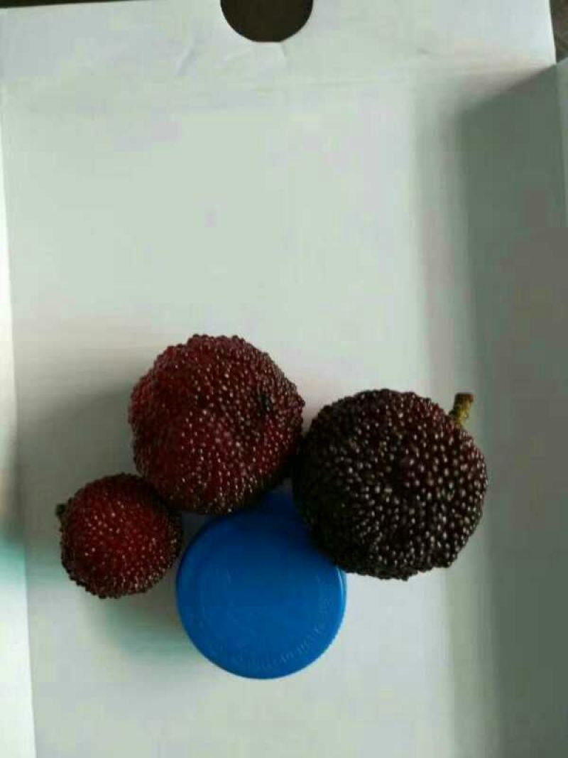 杨梅1.5~2cm