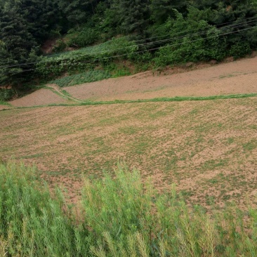 鱼腥草根包装袋